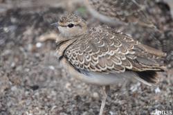 Smutsornis africanus