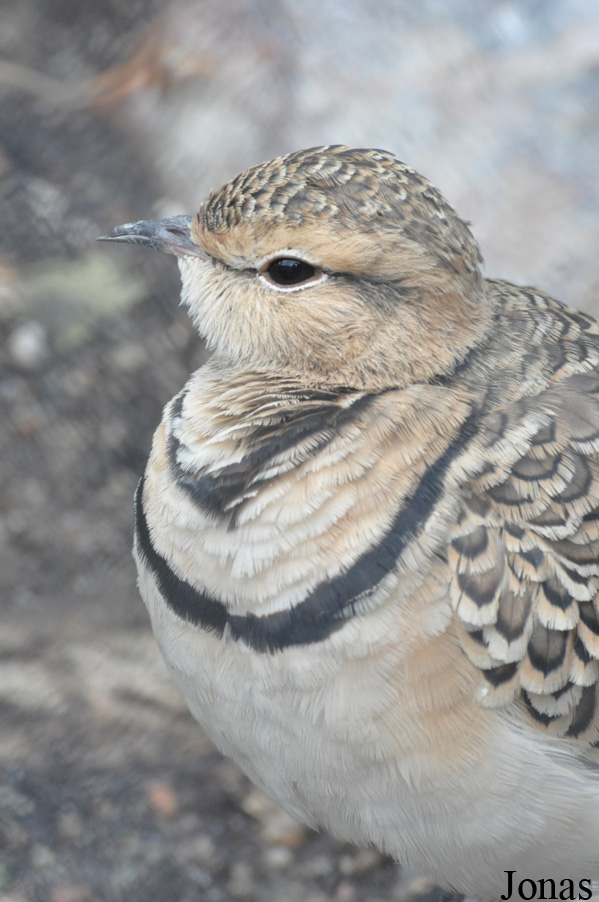 Tierpark Hagenbeck