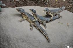 Tierpark Hagenbeck