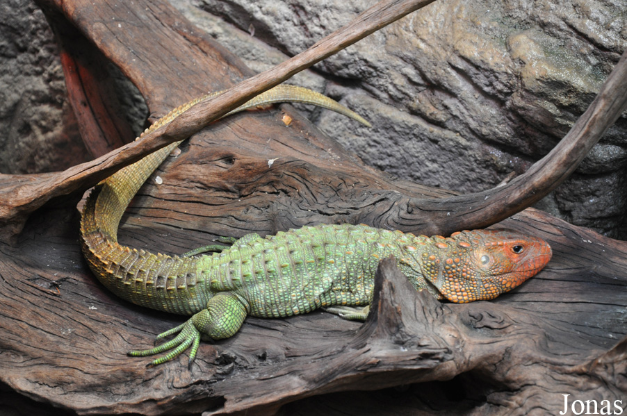 Tierpark Hagenbeck