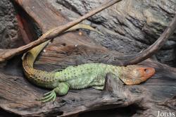 Tierpark Hagenbeck