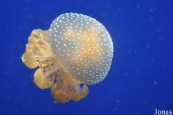 Tierpark Hagenbeck