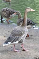 Tierpark Neumünster