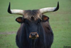 Aurochs de Heck