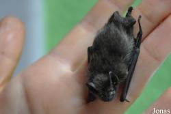 Pipistrellus pipistrellus