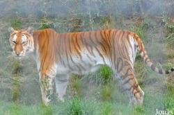 Erlebnis- und Tigerpark Dassow