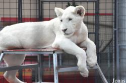 Erlebnis- und Tigerpark Dassow