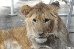 Erlebnis- und Tigerpark Dassow