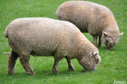 Mouton Southdown Sheep