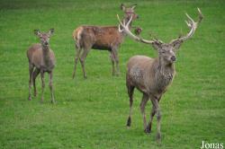 British Wildlife Centre