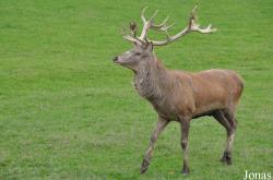 Cervus elaphus scoticus