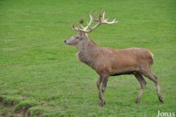British Wildlife Centre
