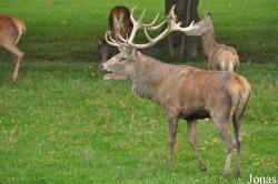 British Wildlife Centre