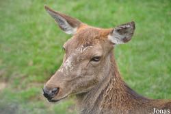 British Wildlife Centre