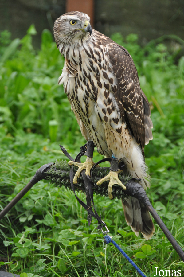 Eagle Heights