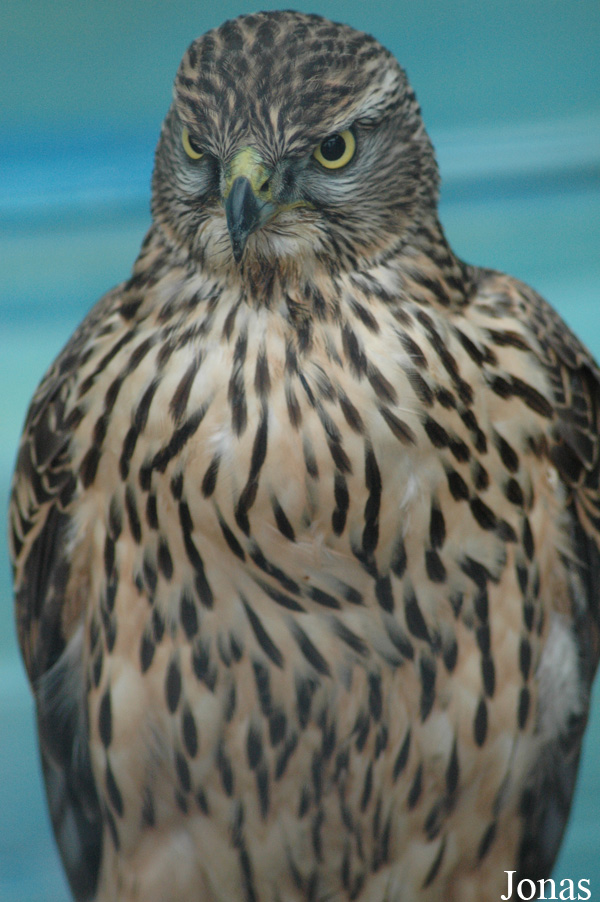 Eagle Heights