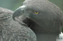 Polemaetus bellicosus