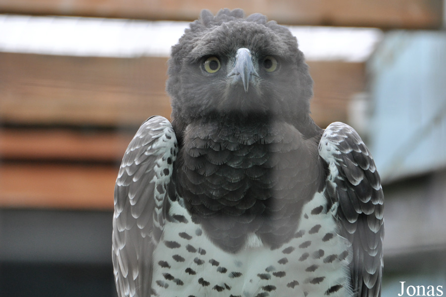 Eagle Heights