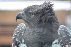 Eagle Heights