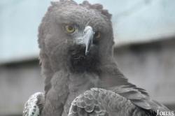 Eagle Heights