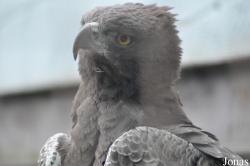Eagle Heights