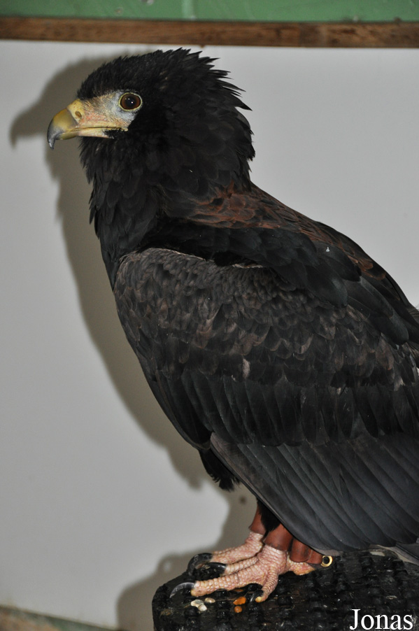 Eagle Heights