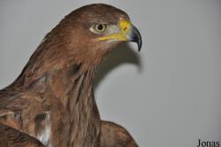 Aquila rapax belisarius