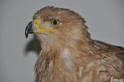 Eagle Heights