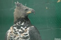 Stephanoaetus coronatus