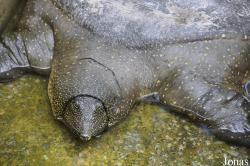 Trionyx triunguis