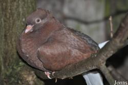 Pigeon Rostocker Tümmler