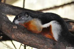 Callosciurus prevostii rafflesi