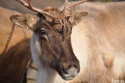 Rangifer tarandus caribou