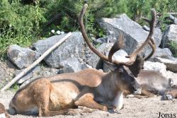 Erlebnis-Zoo Hannover