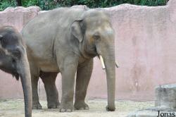 Erlebnis-Zoo Hannover