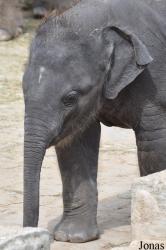 Erlebnis-Zoo Hannover