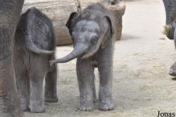 Erlebnis-Zoo Hannover