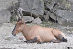 Erlebnis-Zoo Hannover