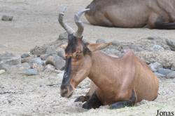 Erlebnis-Zoo Hannover