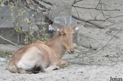 Erlebnis-Zoo Hannover