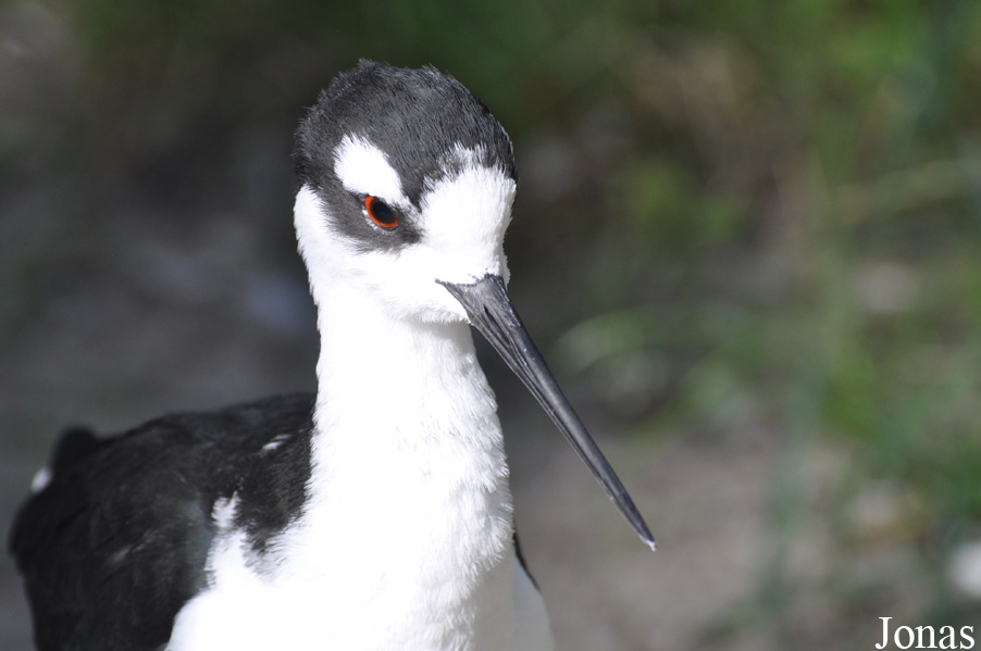 Erlebnis-Zoo Hannover