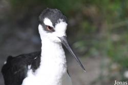 Erlebnis-Zoo Hannover