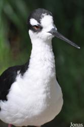 Erlebnis-Zoo Hannover