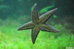 Aquarium Kiel