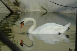 Parc Zoologique et Paysager de Mervent