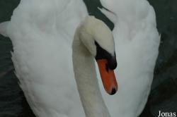 Cygnus olor