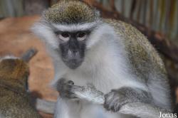 Zoo am Rammelsberg