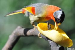 Leiothrix argentauris
