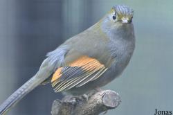 Liocichla omeiensis