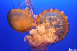Ocean Park Hong Kong